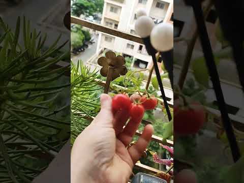 🍅 HruMiksha ✨ #shorts #viralvideo #tomato #youtubeshorts