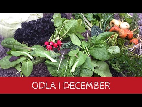 Odla i DECEMBER - Vad du kan odla och skörda i slutet av december från trädgården och växthuset
