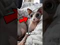 Top 3 Cat Breeds That Look Like Aliens Number 1 Is From Another Planet