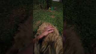 Video preview image #1 Shih Tzu-Unknown Mix Puppy For Sale in Virginia Beach, VA, USA