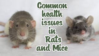 The most common health issues in Rats and Mice