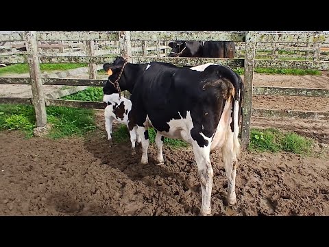 FEIRA DAS VACAS LEITERAS POUCAS VACAS MAS BOA EM CAPOEIRAS PE.30 de abril de 2026