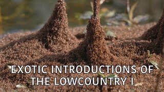 Coastal Kingdom | Season 5, Episode 3 – ‘Exotic Introductions of the Lowcountry I' | Full Episode