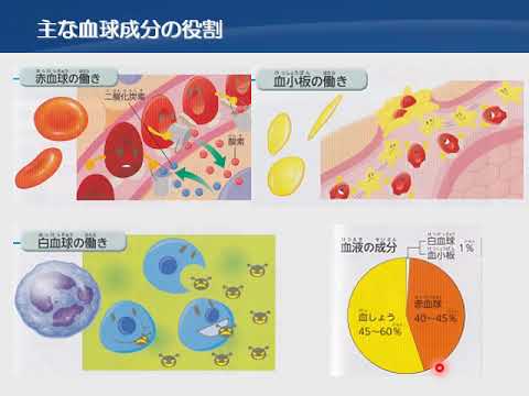教育福祉学科 02 解剖生理と疾病② 循環器系