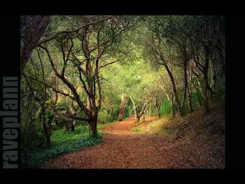 Dark forest FusionDeLic Records Tuna Freaks B2B Dj set FusionDeLic Records Podcast 006 148 BPM