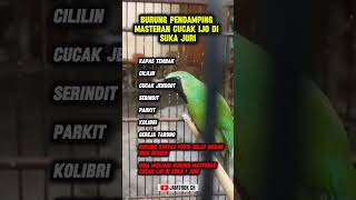 Download lagu BURUNG PENDAMPING MASTERAN CUCAK IJO DI SUKAI JURI !!! mp3 Download lagu BURUNG PENDAMPING MASTERAN CUCAK IJO DI SUKAI JURI !!! mp3