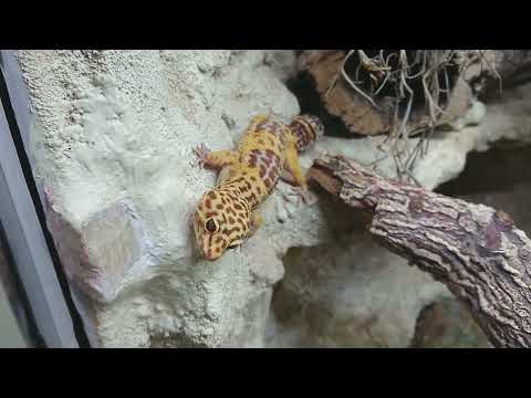 180 - Unser Leopardgecko-Terrarium (Ausstattung & Technik)
