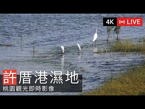 4K】Xucuogang Wetland Live Cam 許厝港濕地即時影像