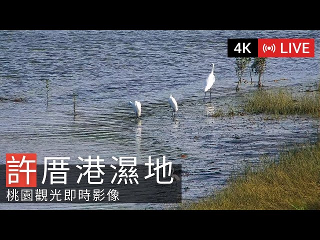 許厝港湿地