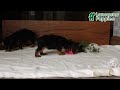 Yorkshire Terrier dogs for sale: Biscuit - Video 1