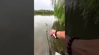 Download lagu Girl Lucy Baby Cute Catching Fish #beautiful #girl #fishing #trending #shorts mp3