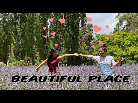 Lavandula Swiss Italian Farm