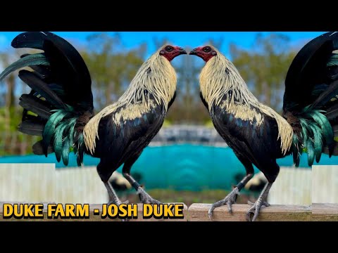 Hatch Grey Brownred - DUKE FARM - Josh Duke