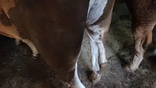 Download lagu cara mengetahui sapi hamil 5 bulan mp3