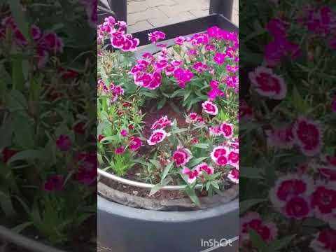 música, flores, Ibiporã PR