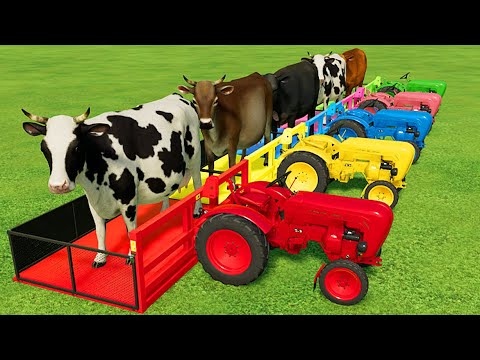 TRANSPORTING COWS WITH COLORED ISEKI TRACTORS & MAN TRUCKS - Farming Simulator 22