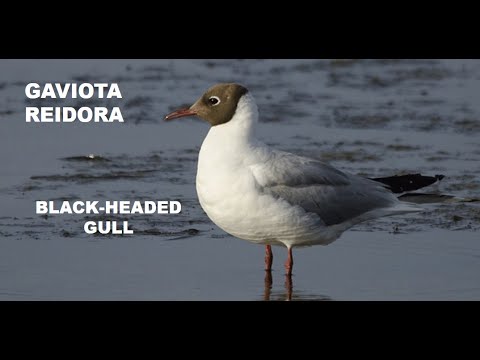 GAVIOTA REIDORA | BLACK-HEADED GULL | Larus ridibundus
