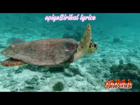 God Will Take Care Of You//SDAH 099