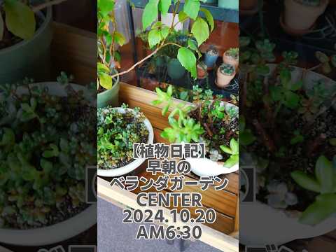 deco-balcon-plantes-vertes-pots-multicolores déco balcon