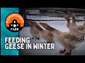 Raising Geese Winter Feeding Of Geese American Buff Geese