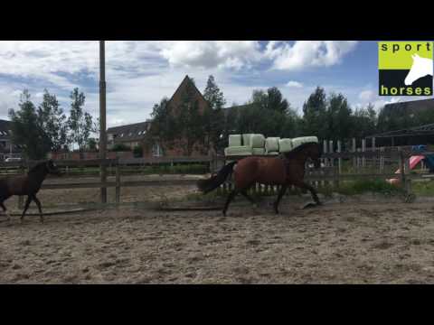 KWPN | Glocks toto jr | Apache