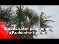 Steeds meer, ook in Brabant: de palmboom