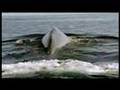 The Blue Whale