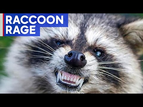Raccoon attacks people, charges at police in New Jersey