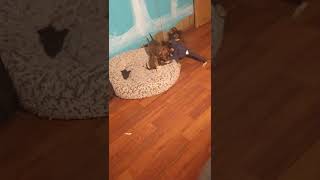 Russian Toy Terrier Puppies Videos