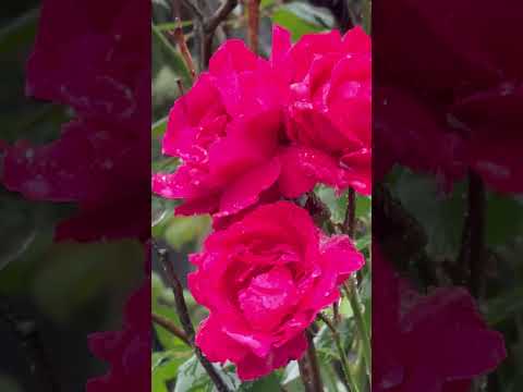 Magnetic ILLIT/  Beautiful Roses 🌹/smiling with rain 🌧️/#short #youtubeshorts #viral #2024
