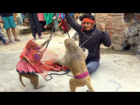 मंकी कॉमेडी वीडियो - हिंदी कहानी  बंदर बंदरिया का खेल || मदारी का खेल || 🐒 बंदर मजेदार वीडियो