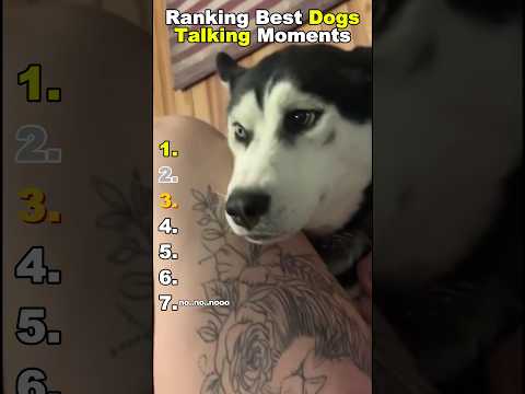 Ranking Best Dogs Talking Moments