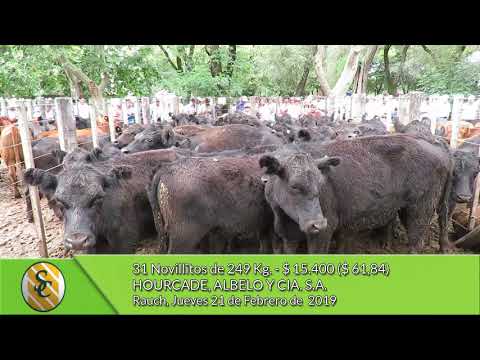 21-02-19 - Venta de Novillitos - Hourcade, Albelo y Cía. S.A. - Rauch