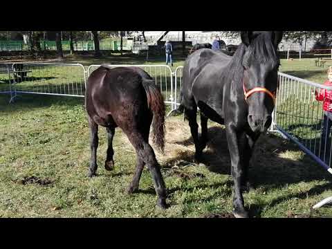 Cavalla e il suo puledrino.