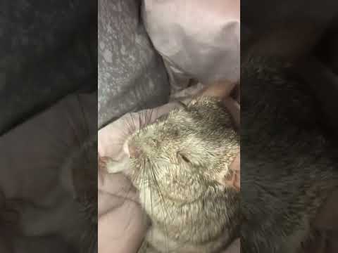 BABY CHINCHILLA SAHARA KNITE AND THE KNOTMAN