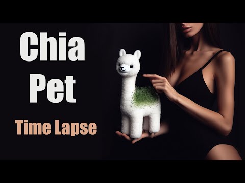 Growing Chia Seeds on Lama - 35 Days Time Lapse