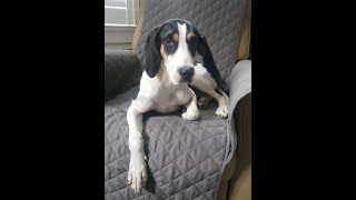 Video preview image #1 Treeing Walker Coonhound Puppy For Sale in Greenville, SC, USA