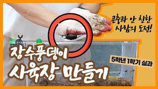 [초등실과] 곤충을 무서워하는 사람의 장수풍뎅이 사육장 만들기