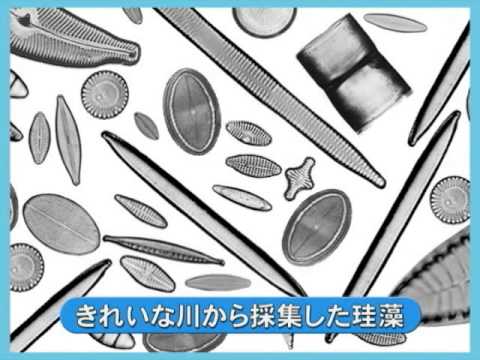 生物インスピレーションとしての珪藻