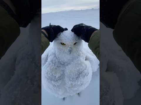 بوم متجمد في الثلوج  #حيوانات #حيوانات_برية #حيوانات_اليفه