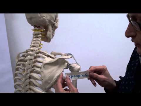 Die Rotatorenmanschette