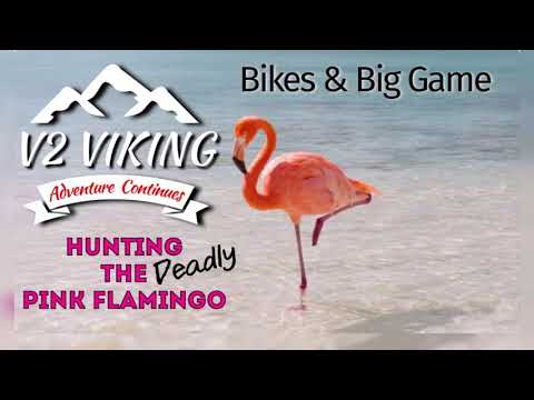 Hunting the DEADLY Pink Flamingo