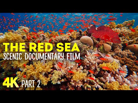 Amazing Underwater Life of the Red Sea - 4K Scenic Nature Documentary Film - Episode 2