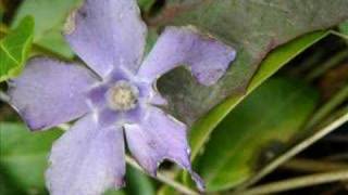 Macro Photography Compilation - Photo10