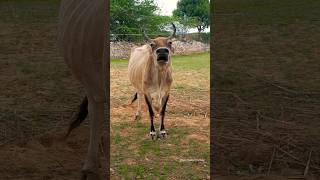 Funny cow sound 🤣🤣/#shots #cowvideos #animalsounds #gaai #cowsound #cow #voice #funny #viralshort