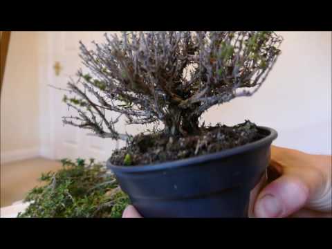 Making A Thyme Plant Into A Bonsai