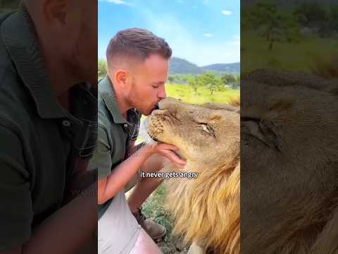The man adopted an abandoned little lion,bringing unexpected joy #animals #rescue #shorts #healing