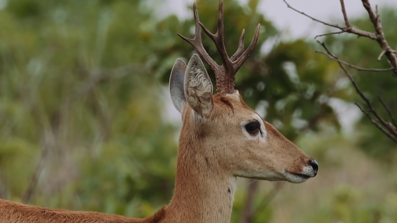 Parques do Brasil - Parque Nacional das Emas