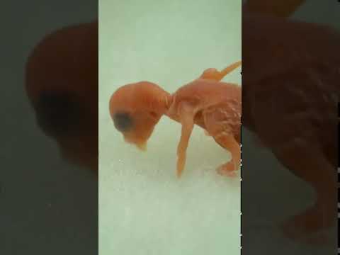 Hand Feeding Baby Budgie #Shorts