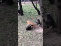 Cat Fight Maine Coon Tabby And Ginger Cat 猫 猫動画 Cats Kittens Kitten